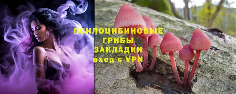 как найти закладки  блэк спрут зеркало  Псилоцибиновые грибы Cubensis  Звенигород 